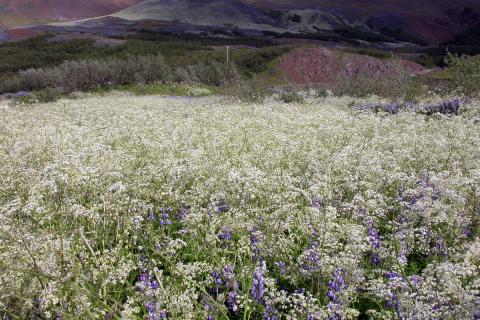 Skógarkerfilsbreiða