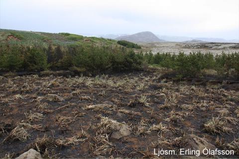 Brunasvæði í Heiðmörk 6.6.2012
