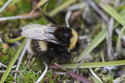 Húshumla (Bombus lucorum) fannst í fyrsta sinn í Surtsey í júlí 2020