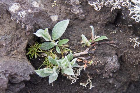 Grávíðir í apalhrauni í Surtsey