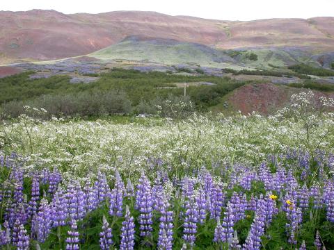 Alaskalúpína og skógarkerfill
