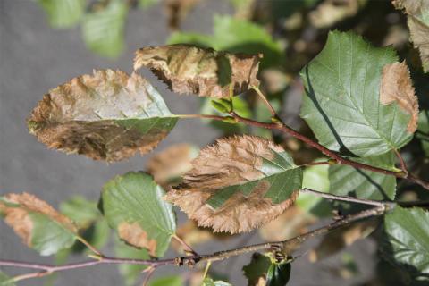 Grein sitkaelris með ljótum ummerkjum eftir birkiþélu