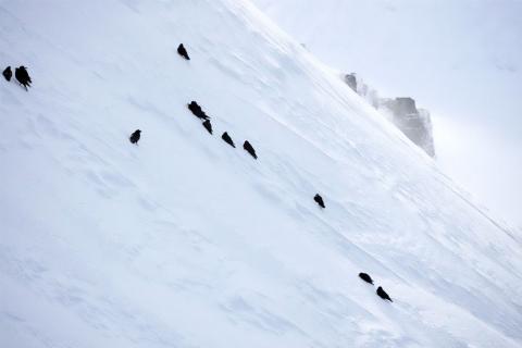 Hrafnar við Skipaklett í Hornvík í mars 2020