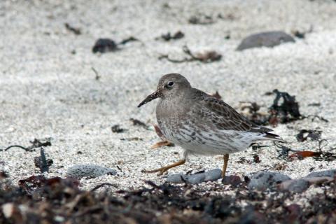 Sendlingur er algengur vetrargestur við Skarðsfjörð