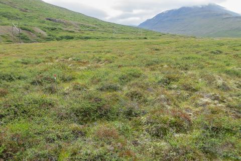 fjalldrapamoavist2-2.jpg Fjalldrapamóavist