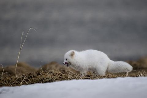 Hvít tófa að vetrarlagi, í Jökulfjörðum
