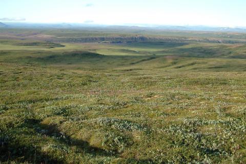 Víðimói við Jökulsárgljúfur