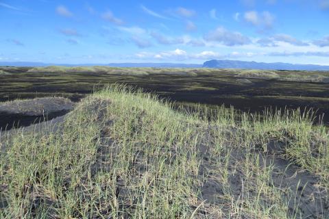 Strandgróður á Skeiðarársandi Strandgróður á Skeiðarársandi
