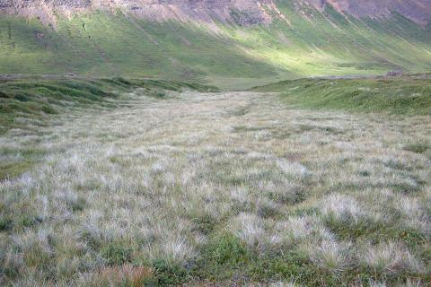 Finnungur á Melrakkasléttu