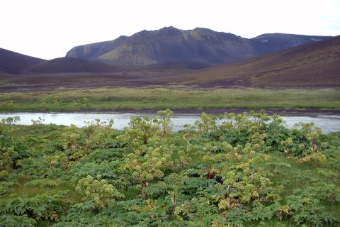 Ætihvannarstóð sunnan við Grænavatn í Veiðivötnum Ætihvannarstóð sunnan við Grænavatn í Veiðivötnum