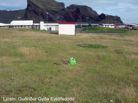 Óræktarsvæði við Hraunveg í Heimaey Óræktarsvæði við Hraunveg í Heimaey