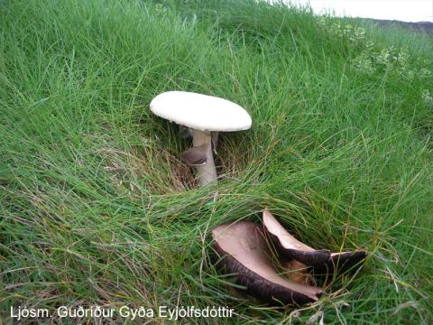 Hávaxið aldin kempu, Agaricus sp., á grasivöxnum hraungarði í mávavarpinu í Surtsey Hávaxið aldin kempu, Agaricus sp., á grasivöxnum hraungarði í mávavarpinu í Surtsey