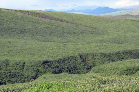 Kjarr- og skógargróður við Hólmsá