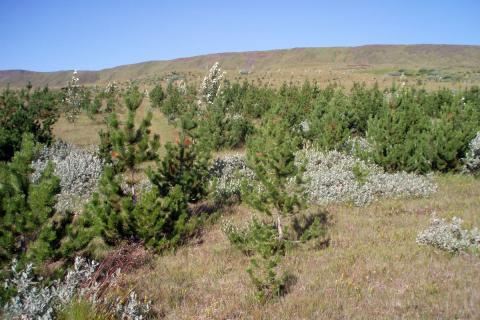 Skógrækt í Skaftárdal