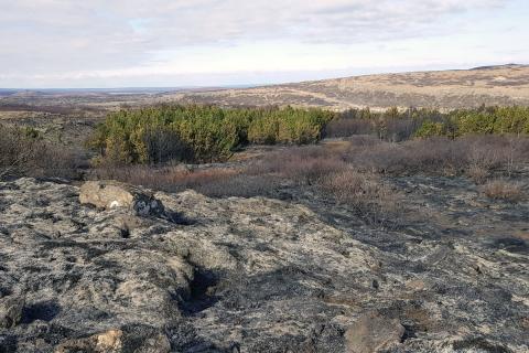 Gróðurskemmdir í Heiðmörk eftir bruna 4. maí 2021 Gróðurskemmdir í Heiðmörk eftir bruna 4. maí 2021