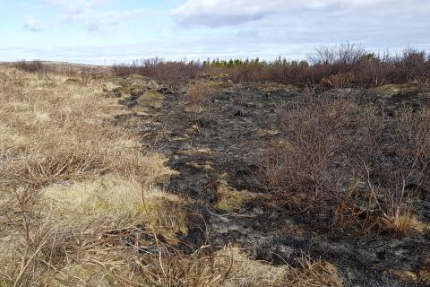 Gróðurskemmdir í Heiðmörk eftir bruna 4. maí 2021 Gróðurskemmdir í Heiðmörk eftir bruna 4. maí 2021