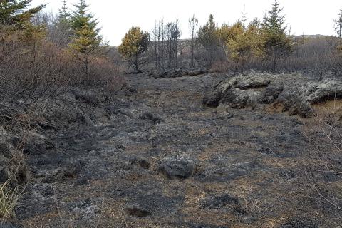 Gróðurskemmdir í Heiðmörk eftir bruna 4. maí 2021 Gróðurskemmdir í Heiðmörk eftir bruna 4. maí 2021