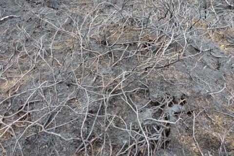 Sviðnar birki- og gulvíðigreinar liggja í brunnum gróðursverði í Norðurárdal í Borgarfirði í maí 2020 Sviðnar birki- og gulvíðigreinar liggja í brunnum gróðursverði í Norðurárdal í Borgarfirði í maí 2020