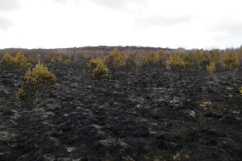 Gróðurskemmdir í Heiðmörk eftir bruna 4. maí 2021 Gróðurskemmdir í Heiðmörk eftir bruna 4. maí 2021