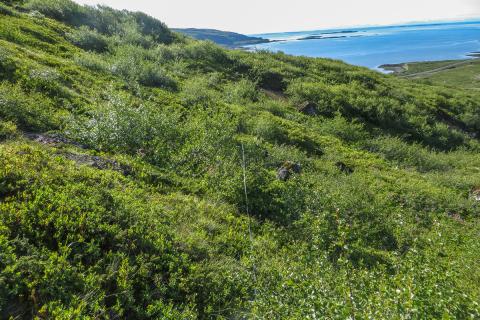 kjarrskogavist1-2.jpg Kjarrskógavist