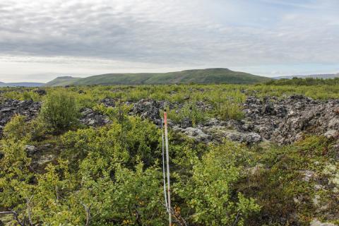 kjarrskogavist2-2.jpg Kjarrskógavist