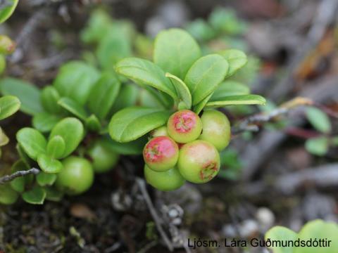 Rauðberjalyng (Vaccinium vitis-idaea)