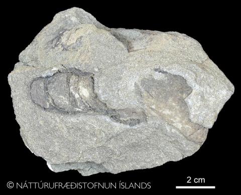 Líffar úr Tjörneslögunum. © Náttúrufræðistofnun Íslands