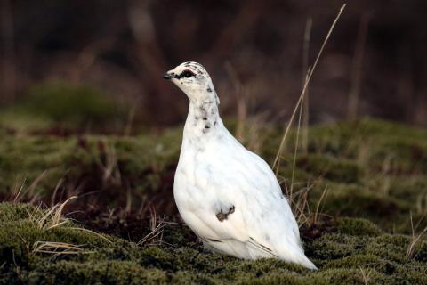 rjupa-kvk-sudvesturland-okn.jpg Rjúpa, kvenfugl í apríl