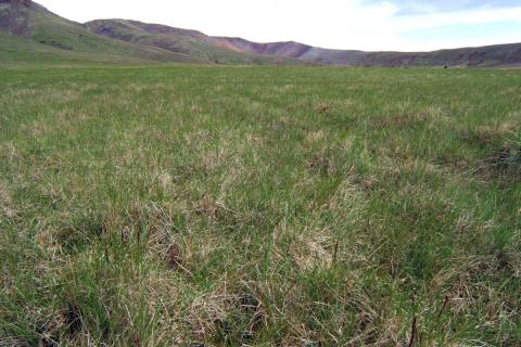 Valllendi eða Blóm- og graslendisgróður í Þjófadal