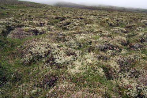 Fléttumói í Glerárdal