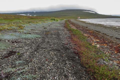 sandfjoruvist2-2.jpg Sandstrandarvist