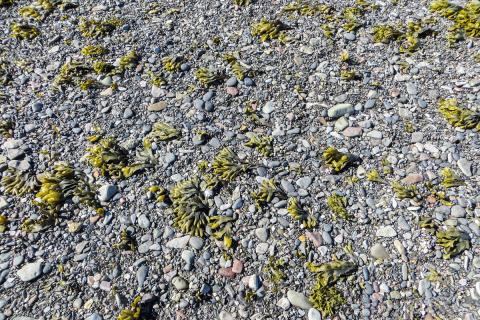 setfjorur_gryttur-sandleir.jpg Setfjörur