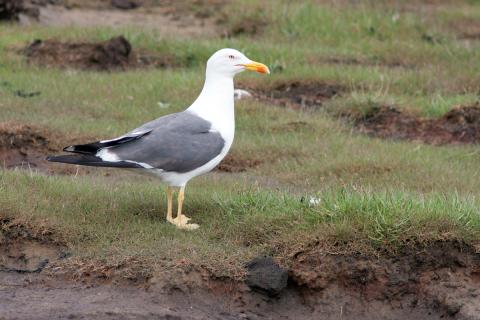 Sílamáfur er algengur varpfugl á Rosmhvalsnesi