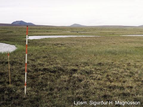 Lágstaraflóavist