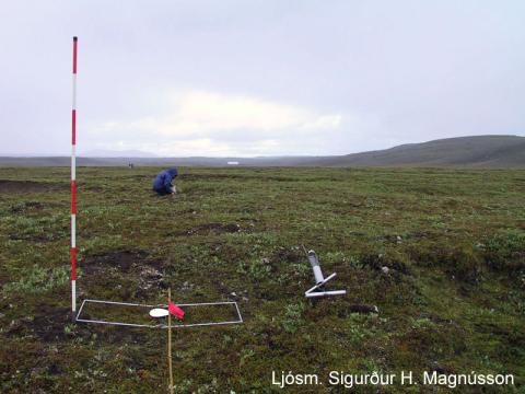 Lyngmóavist