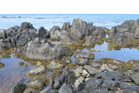 Fjöruvistgerð