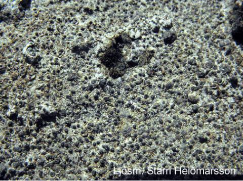 Verrucaria muralis