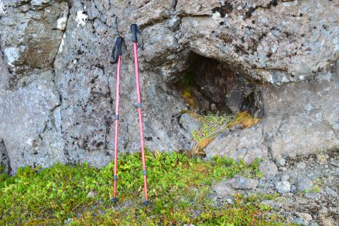 Trjáhola í Ófeigsfirði
