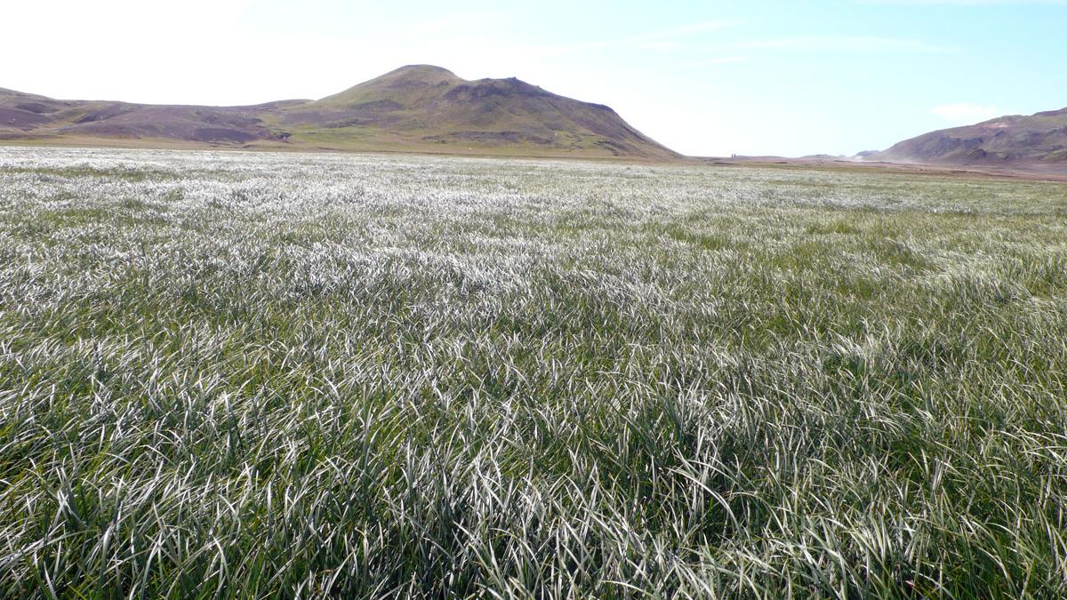 Previous vegetation classification | Náttúrufræðistofnun
